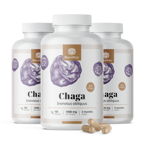 3x Chaga 1000 mg – extrato 5:1, total de 540 cápsulas