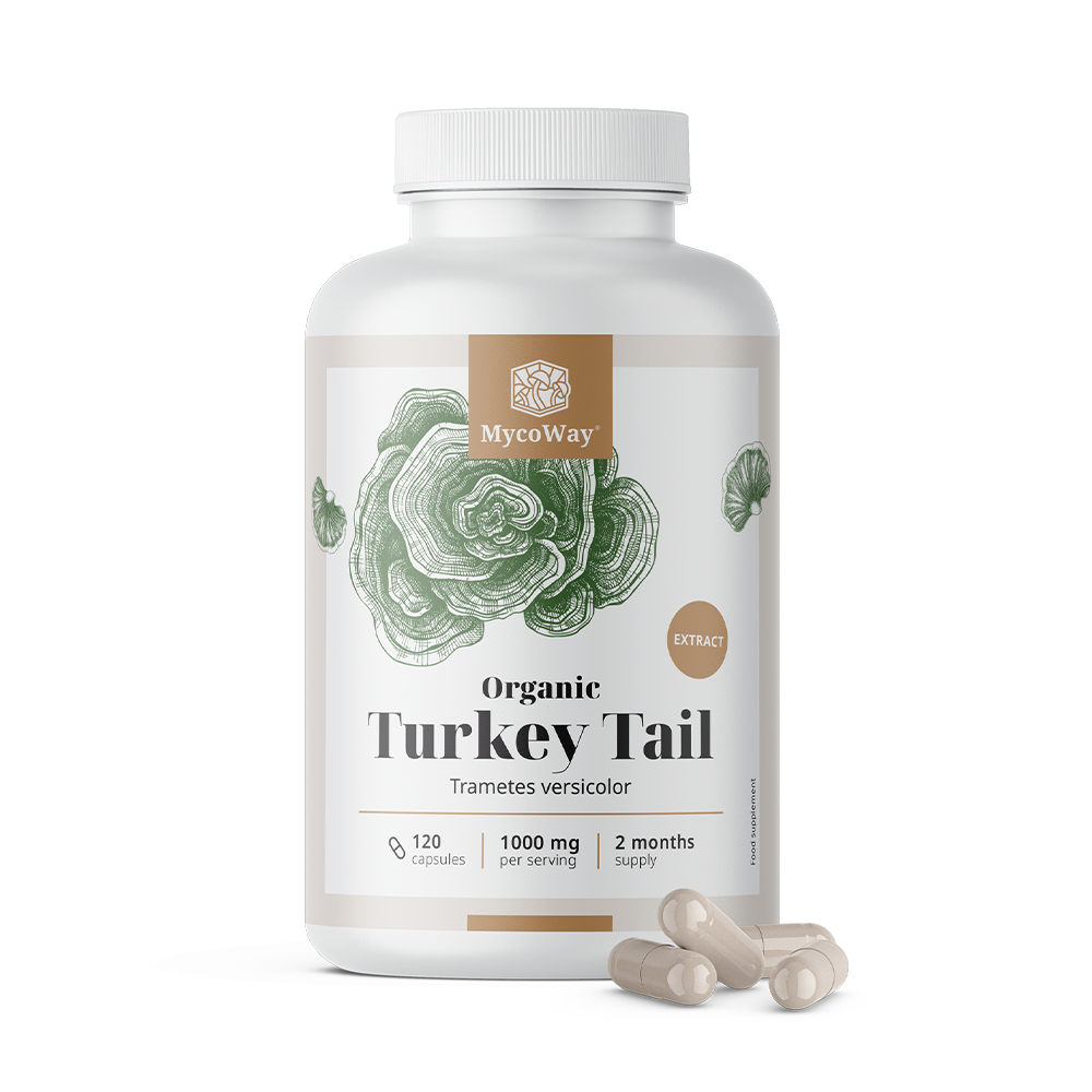 Cogumelo cauda-de-peru (Turkey Tail) BIO 1000 mg – extrato BIO Turkey Tail 1000 mg - extrato