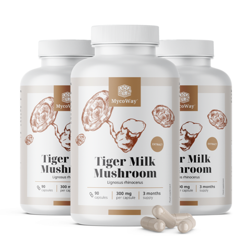 3x Tiger Milk 300 mg - extrato de cogumelo Lignosus rhinocerus, total de 270 cápsulas